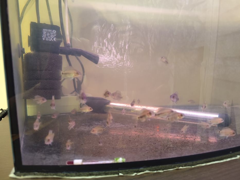 Pielęgnica wielobarwna Vieja