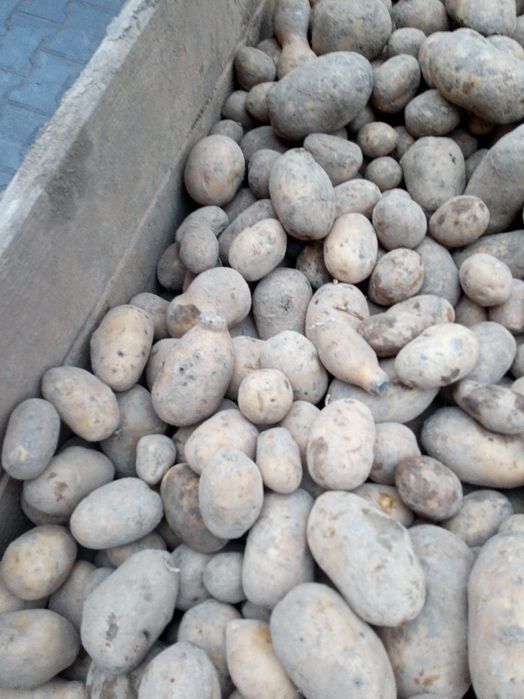 Groszek Królewski  workowany Promocja