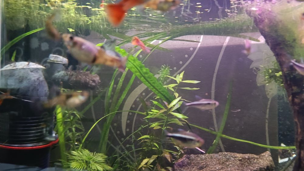 Sprzedam gupiki Tiger Red (czysta krew)