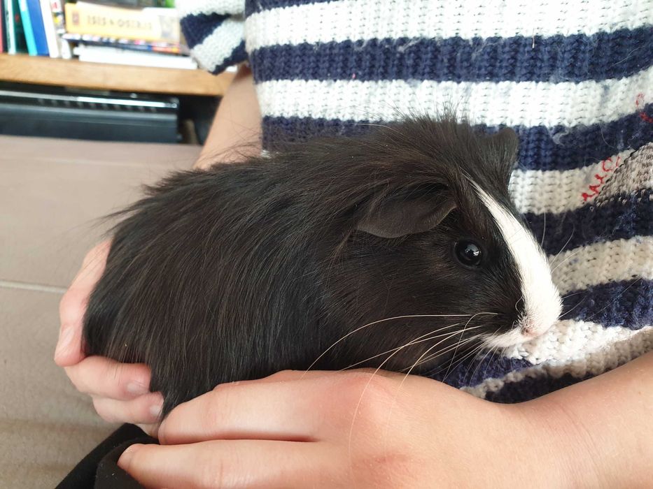 Świnki morskie młode