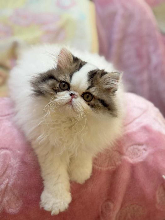 kot perski pers kocur