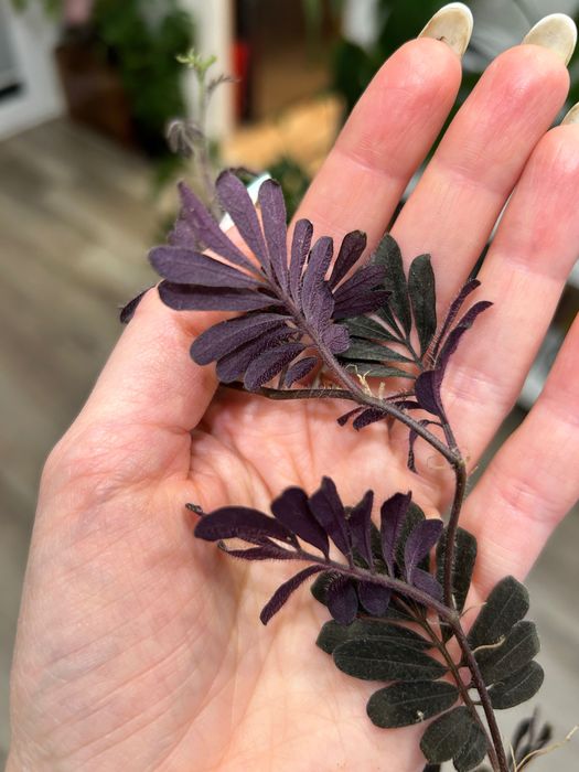 Roślina do terrarium Solanum uleanum
