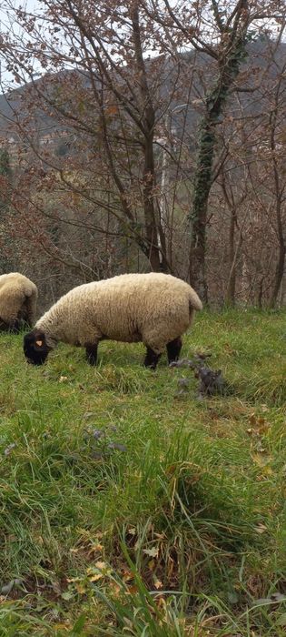 Ovelhas Suffolk (s)