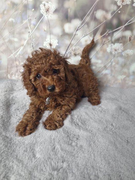 Rezerwacja Pudel Toy dziewczynka badania gen