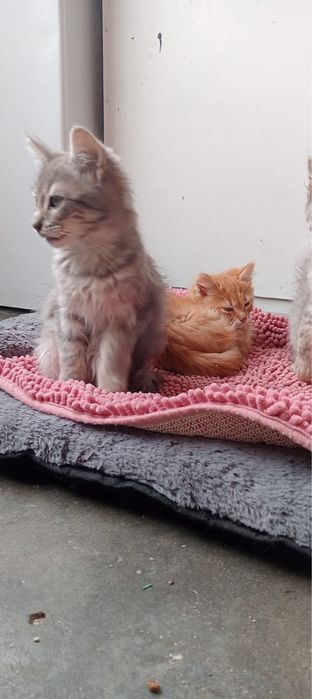 Gatinhos 3 meses adocao