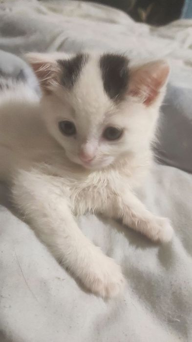 Котята за дякую !