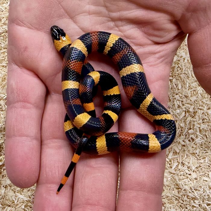 Waz mleczny Lampropeltis polyzona Campbelli mlode