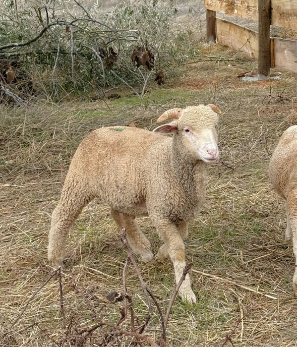 Borrego Merino branco