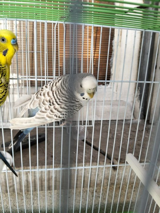 Casal Periquitos Australianos