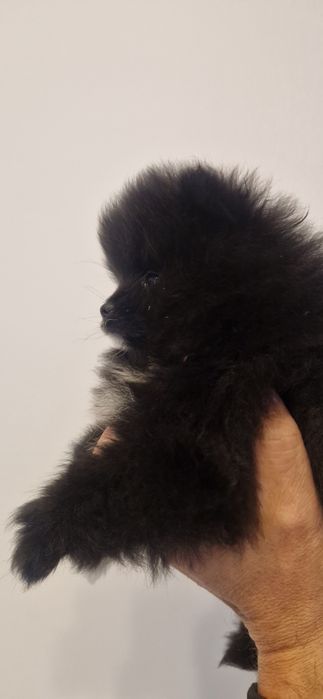 Szpic miniaturowy Pomeranian