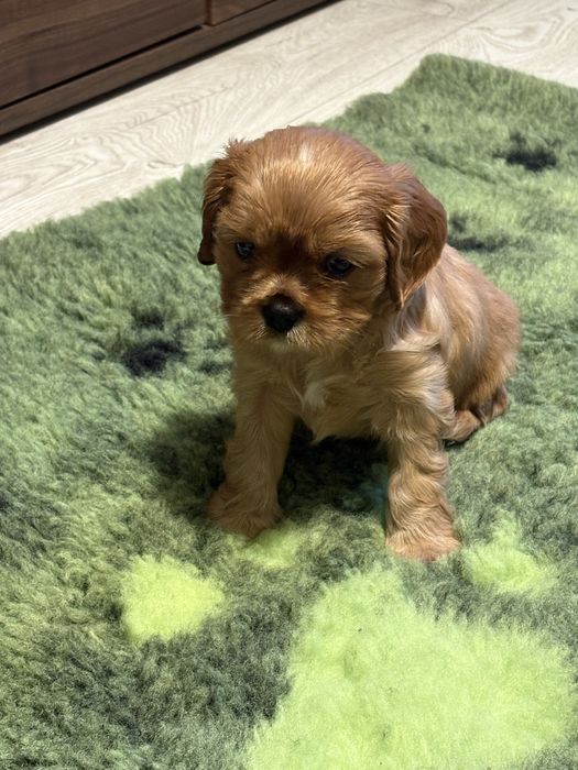 Cavalier King Charles Spaniel ZKwP -piesek
