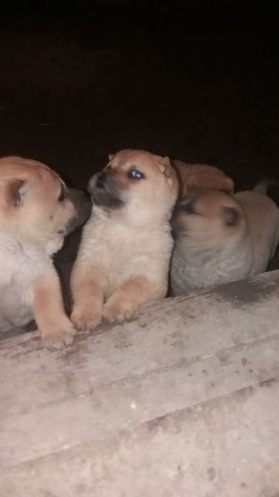 Продам гарних цуценят