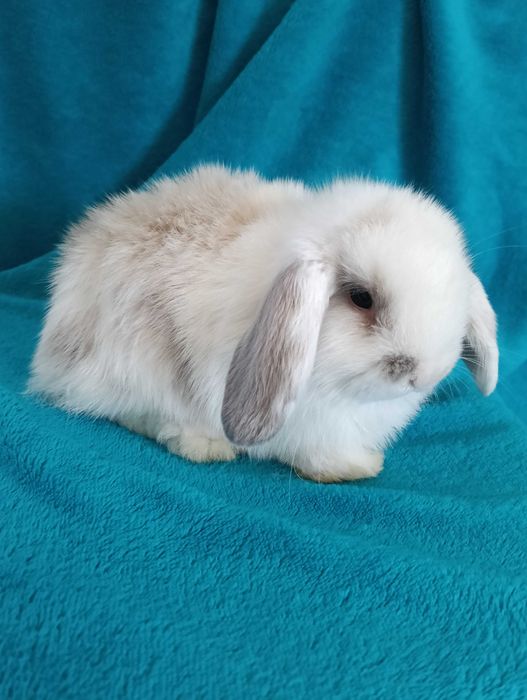 Króliki miniaturki Mini Lop