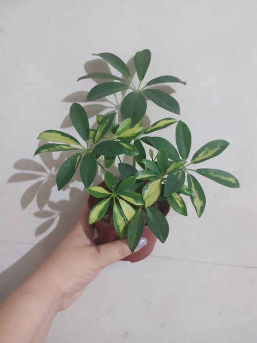 Шефлера Герда варігантна