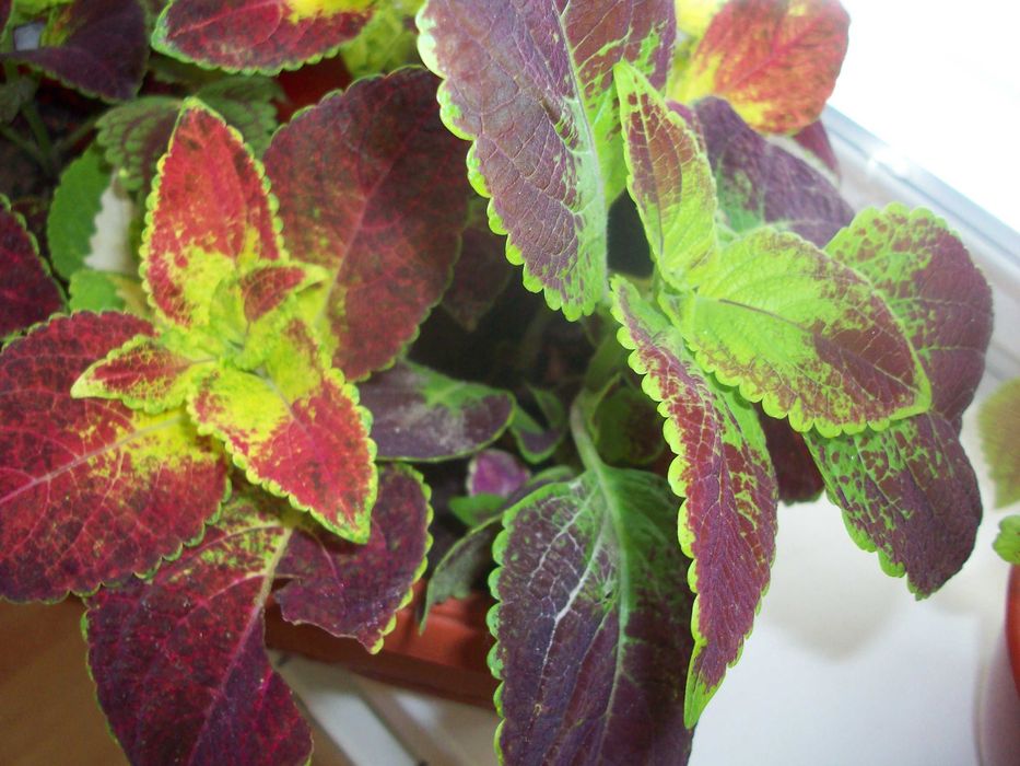 Колеус Неприхотливый влаголюбивый 9 сортов Вышлю срезыЧеренки укореню.