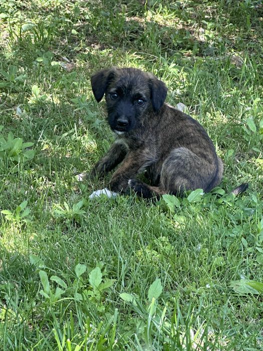 Цуцик 3 місяці