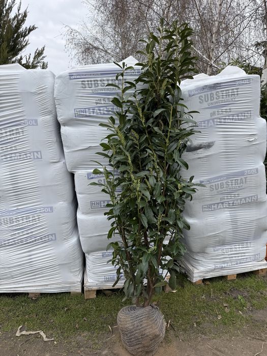 Laurowisnia genolia 120-140 cm