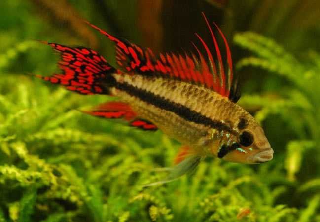 MISIEKZOO Pielęgniczki - Pielęgniczka Kakadu