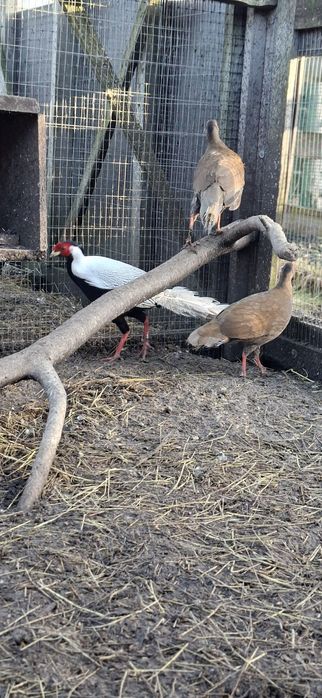 Bażanty srebrne  samiec i trzy samice dwuletnie