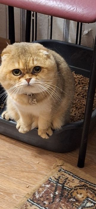 Вязка шотландского кота