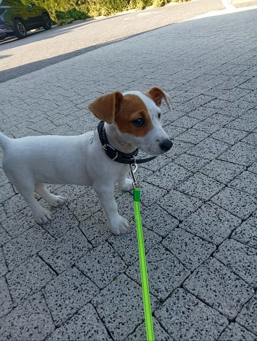 JACK RUSSELL TERRIER z rodowodem - szczeniak urodzony 10.05.2026