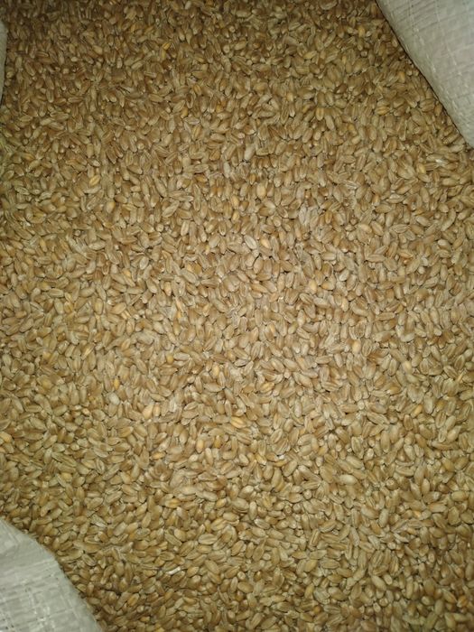 Sprzedam Zboże Owies