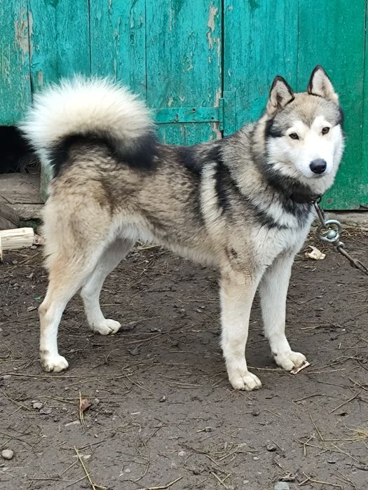 Східно сибірська лайка