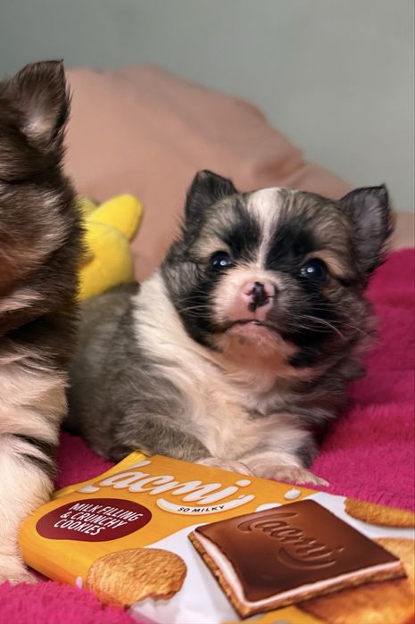 МІНІ хлопчик красунчик