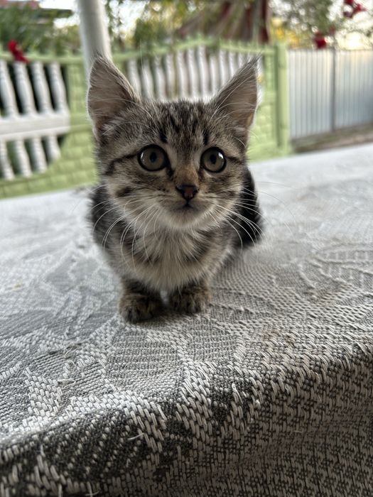 Кицюня шукає дім