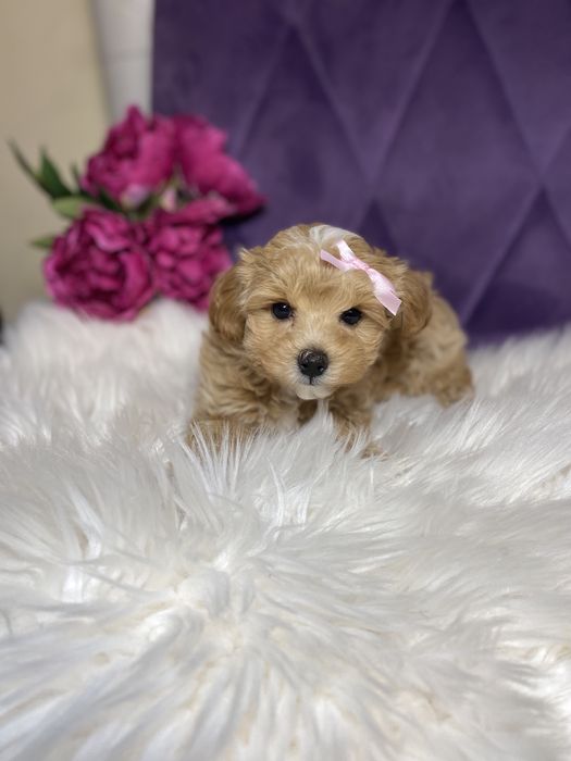 Міні мальтіпу