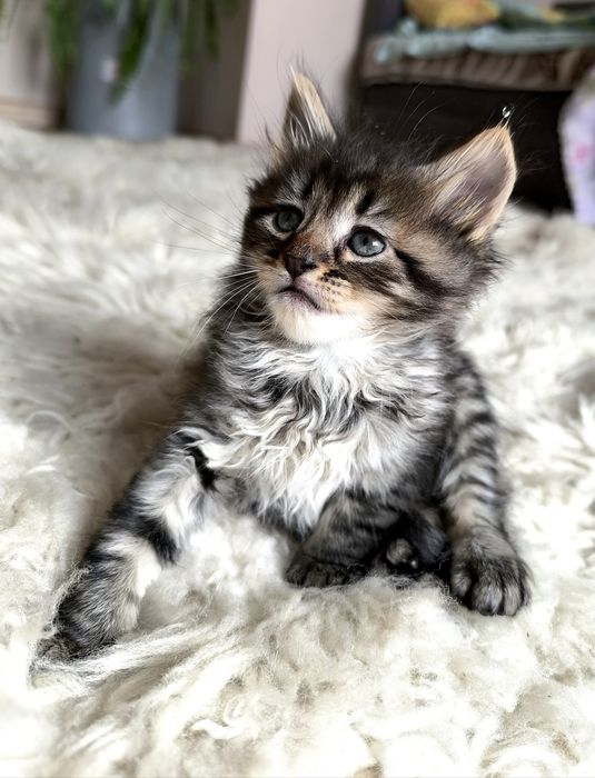 Кошенята  мейн-кун