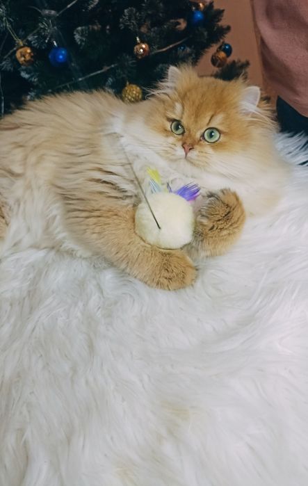 Продам Золота шинила хлопчик