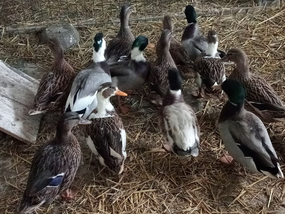 Kaczki i kaczory,kogut