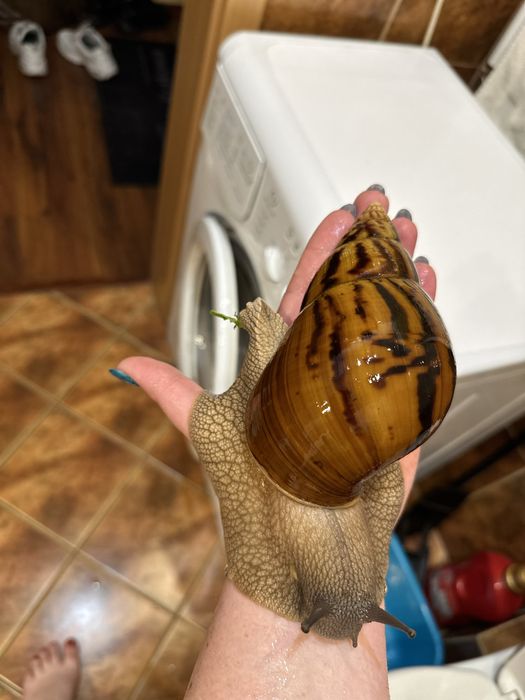 Achatina achatina Tiger giant African snail Nominal