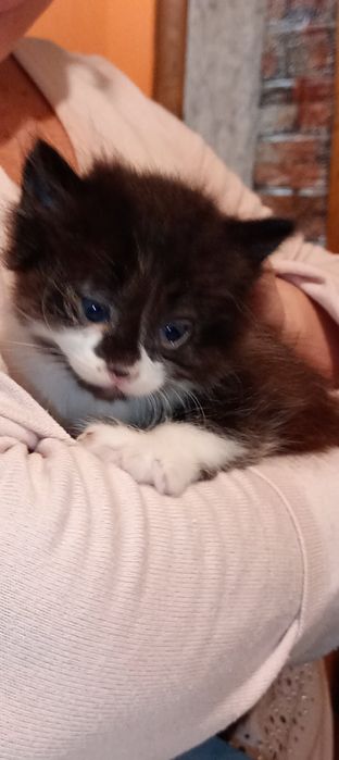 отдам даром 2х котят