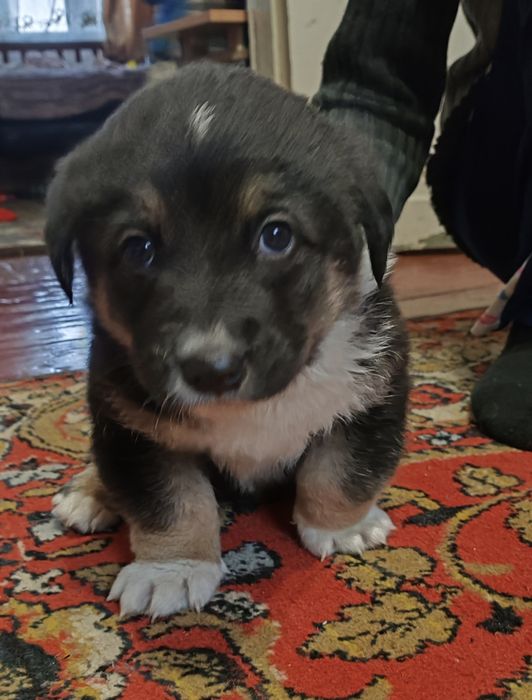 Цуценя шукає сім'ю