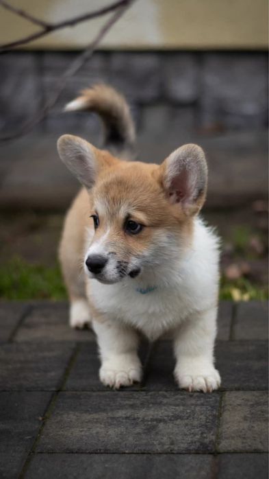 Welsh Corgi Pembroke FCI !!! Wzorowe !!! Świetne geny !!!