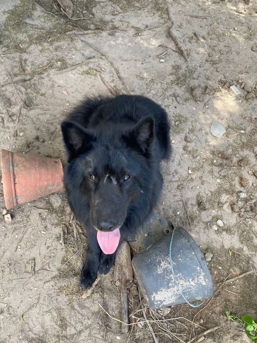 2 pastores belgas para adocao