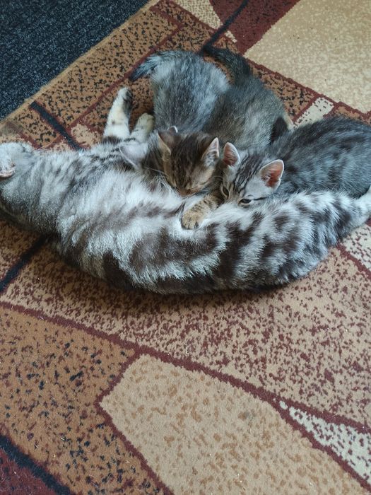 Кошенята британці