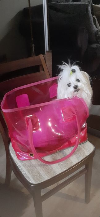 Аксэсуар для собачки.