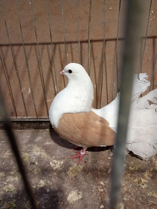 Sprzedam pawika zółtego boczatego i czerwonego na lencie