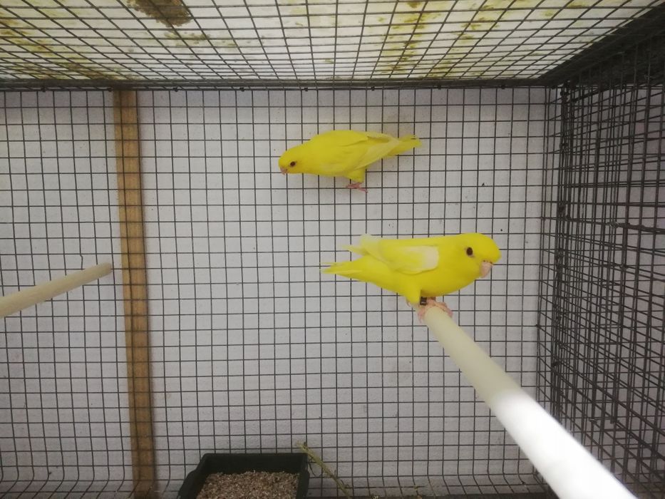 Fêmeas de Catarinas.
