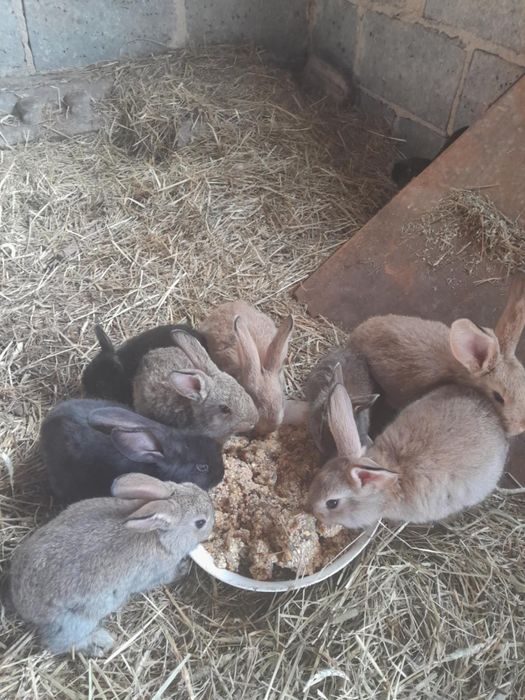 Sprzedam młode króliki