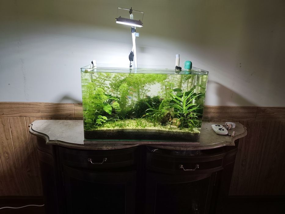 Aquário Plantado Completo 72L – 300 €