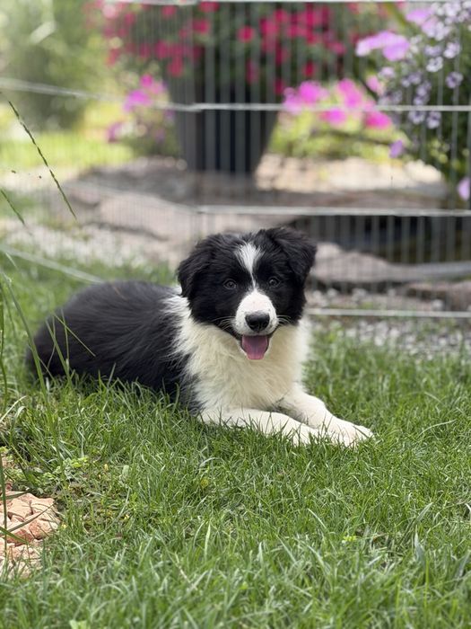 Czarno biała suczka border collie