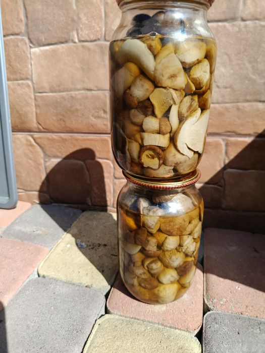 Білі засоленні гриби 1 літер