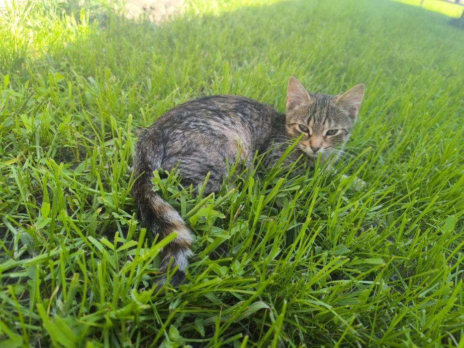 Mam kotki na oddanie