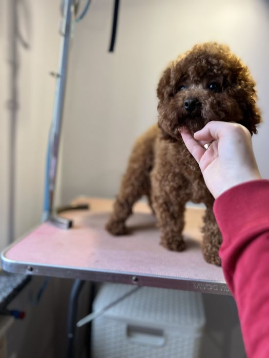 Той пудель_Шукає  наречену