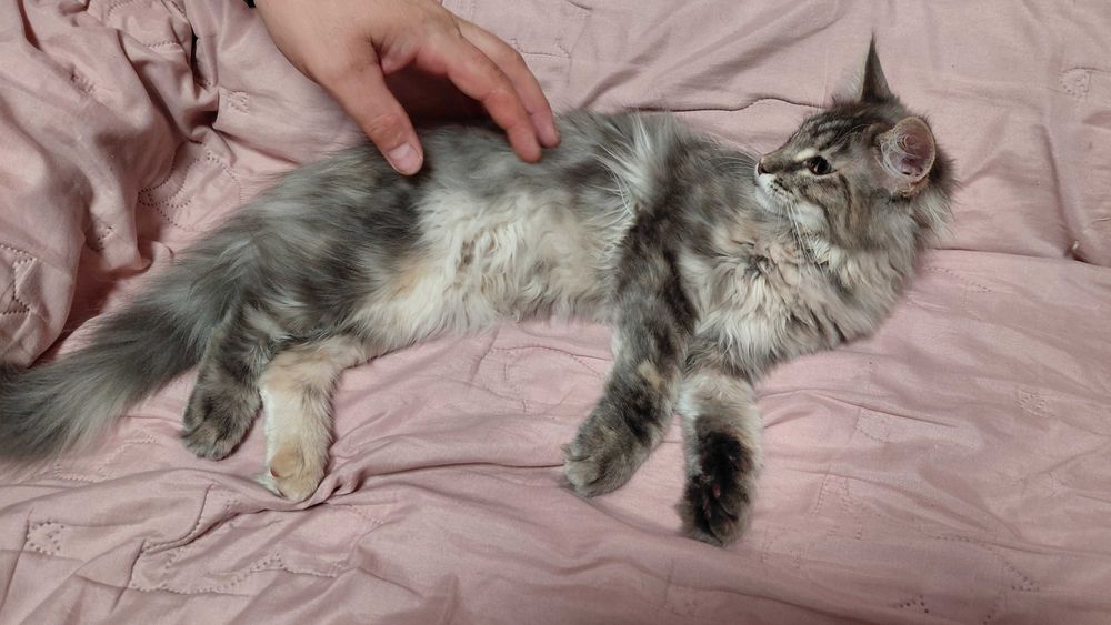 Kotka maine coon z rodowodem