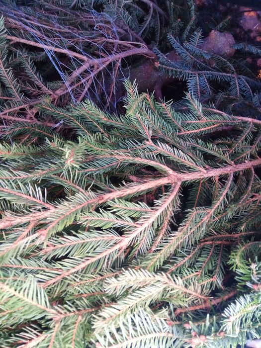 Ялинки на опалення/корм/в утіль